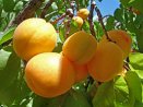 Что скрывает абрикос (Полезные и лечебные свойства)