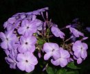 Флокс