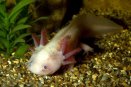 Мексиканская амбистома, аксолотль (Ambystoma mexicanum)