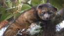 Олингито (olinguito) -Новый вид животного