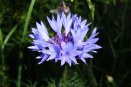 Василёк посевной, или синий (Centaurea cyanus)